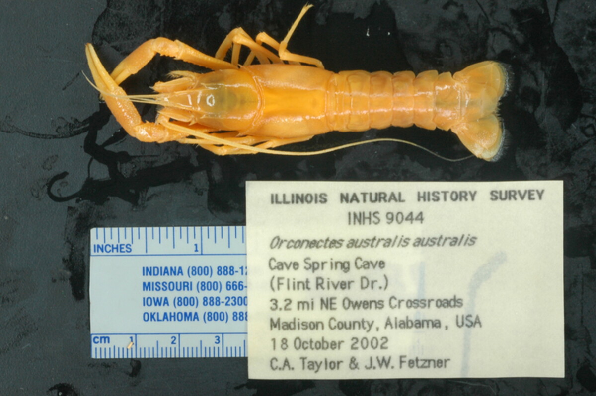 Orconectes image